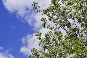 Flowering trees in autumn garden on a sunny day
