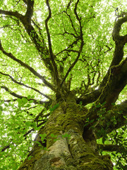 Alte Buche in Irland