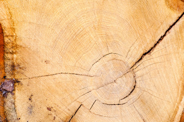 Распил дерева с годовыми кольцами круглый концентрический cut wood with annual rings