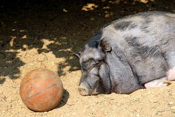 Vietnamesisches Hängebauchschwein
