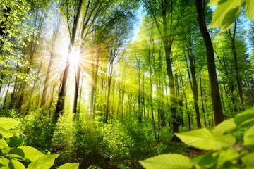 Foto auf Glas Sonnenbeschienene Laubbäume im Wald © Smileus