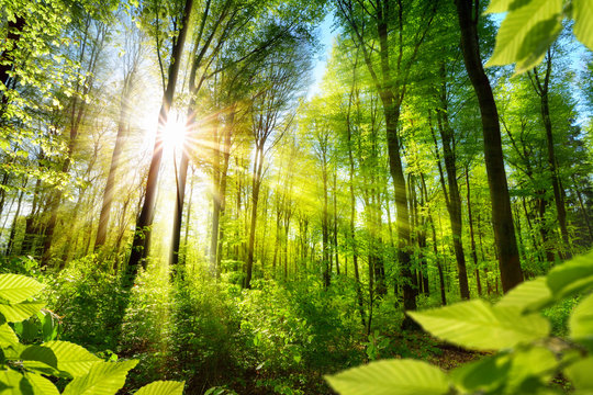 Fototapeta Nasłonecznione drzewa liściaste w lesie