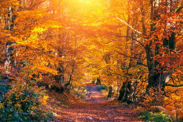 Fototapeta na wymiar colored autumn forest