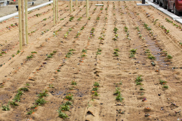 Biodiversité en ville