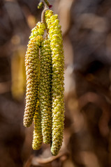 9166 im Garten - Haselnuss