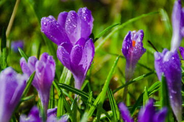 Wild flower crocus