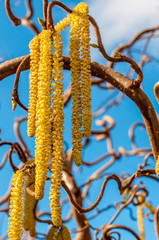 Naklejka premium im Garten - Haselnussblüte