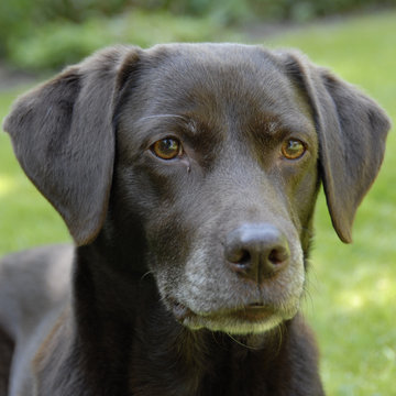 bruine labrador kijkt lief naar het baasje
