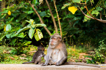 monos descansando en templo de los monos, ubud