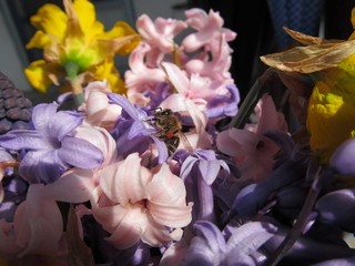 Fototapeta na wymiar Bee on flower 