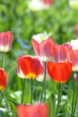 Fototapeta premium Tulpen