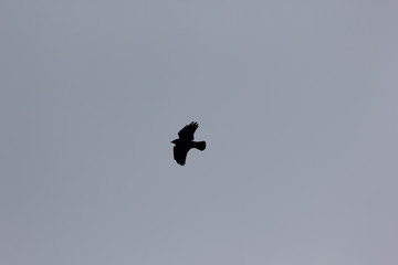 Crow in the Sky
