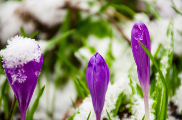 Wild flower crocus