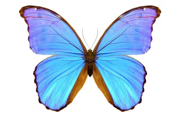 Naadloos Fotobehang Airtex Vlinder Blue morpho isolated  