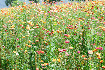 Helichrysum or Straw flower