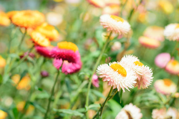 Helichrysum or Straw flower