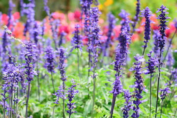 purple lavender flower