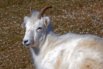 Dall sheep