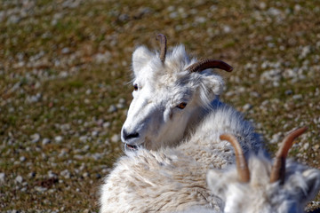 Obraz premium Dall sheep