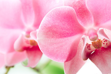 Pink orchid in soft color