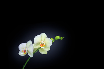 orchid isolated on black