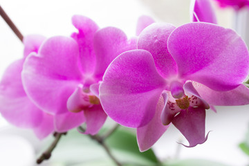 Obraz na płótnie Canvas Orchid flower on white background