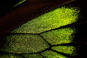 Butterfly wing background
