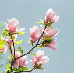 Foto op Canvas Magnolia flowers © julia_arda