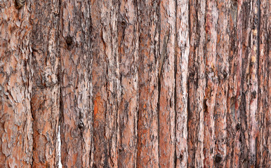 wooden wall made from wood logs with bark texture