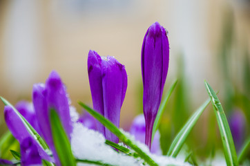 Wild flower crocus