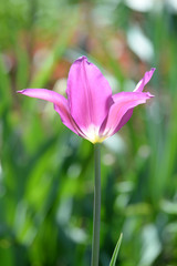 Obraz premium Tulpe