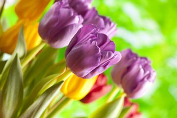 Tulips - Colorful flowers on nature background