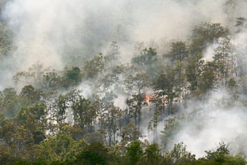 Fototapeta premium Forest fire in tropical forest , Southeast Asia
