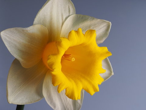 daffodil with a bright yellow trumpet and white petals on a pale blue background