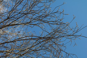 willow branch with buds blossoming in spring on background of snow