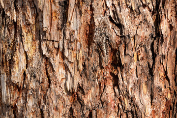 Bark of Pine Tree