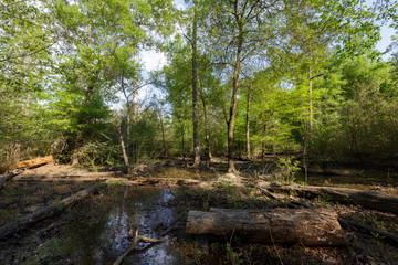 Obraz premium Houston Arboretum Nature Center landscape view forest