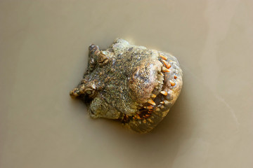 Crocodile head in the water (focus on mouth and teeth)