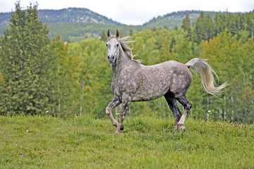Naklejka na ściany i meble Gray dapple Horse running free in meadow