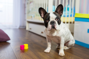 French bulldog sitting in baby room