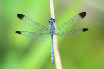 Tropical dragonfly