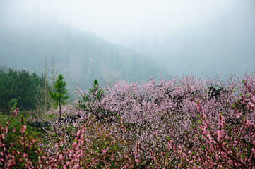Obraz premium The beautiful blooming peach flowers in the fog 