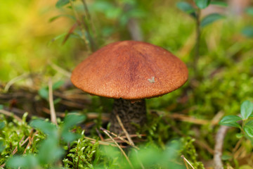 Mushroom in the forest