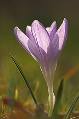 Obraz premium Krokos -Schwertliliengewächse 