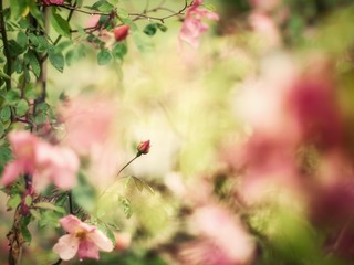 Abstract rose as flower background