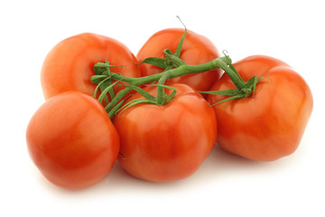 fresh tomatoes on the vine on a white background