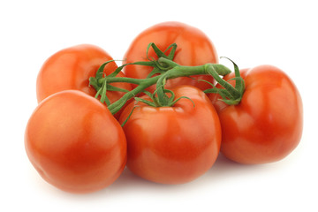 fresh tomatoes on the vine on a white background