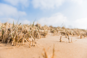 Sandy beach Grass