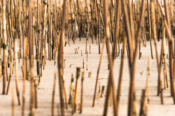 Sandy beach with Grass