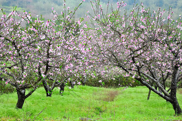 The beautiful blooming peach flowers in the fog

